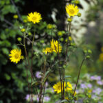 Western Sunflower