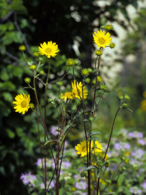 Western Sunflower