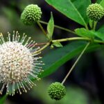 Buttonbush