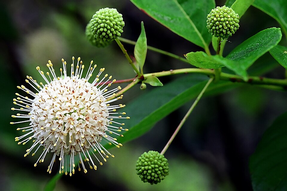 Buttonbush