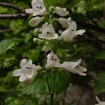 Foxglove Beardtongue