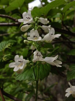 Foxglove Beardtongue