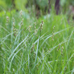 Copper Shouldered Oval Sedge