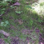 Pennsylvania Sedge