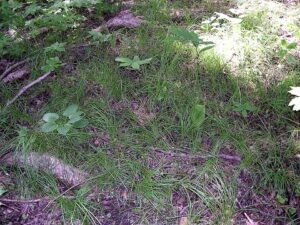 Pennsylvania Sedge
