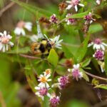 Calico Aster