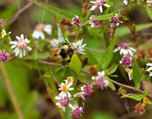 Calico Aster