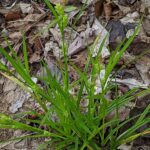 Common Wood Sedge