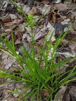 Common Wood Sedge