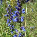 Great Blue Lobelia