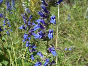 Great Blue Lobelia