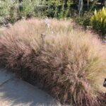 Purple Lovegrass