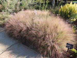 Purple Lovegrass