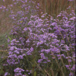 Sky Blue Aster