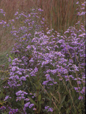 Sky Blue Aster