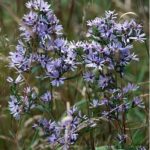 Smooth Blue Aster