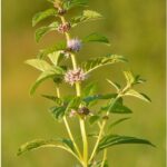 Wild Mint