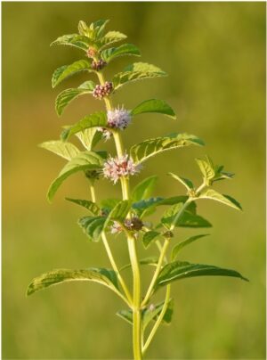 Wild Mint
