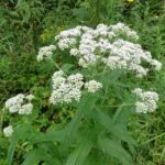 Boneset