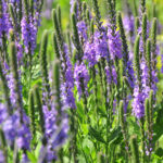 Hoary Vervain