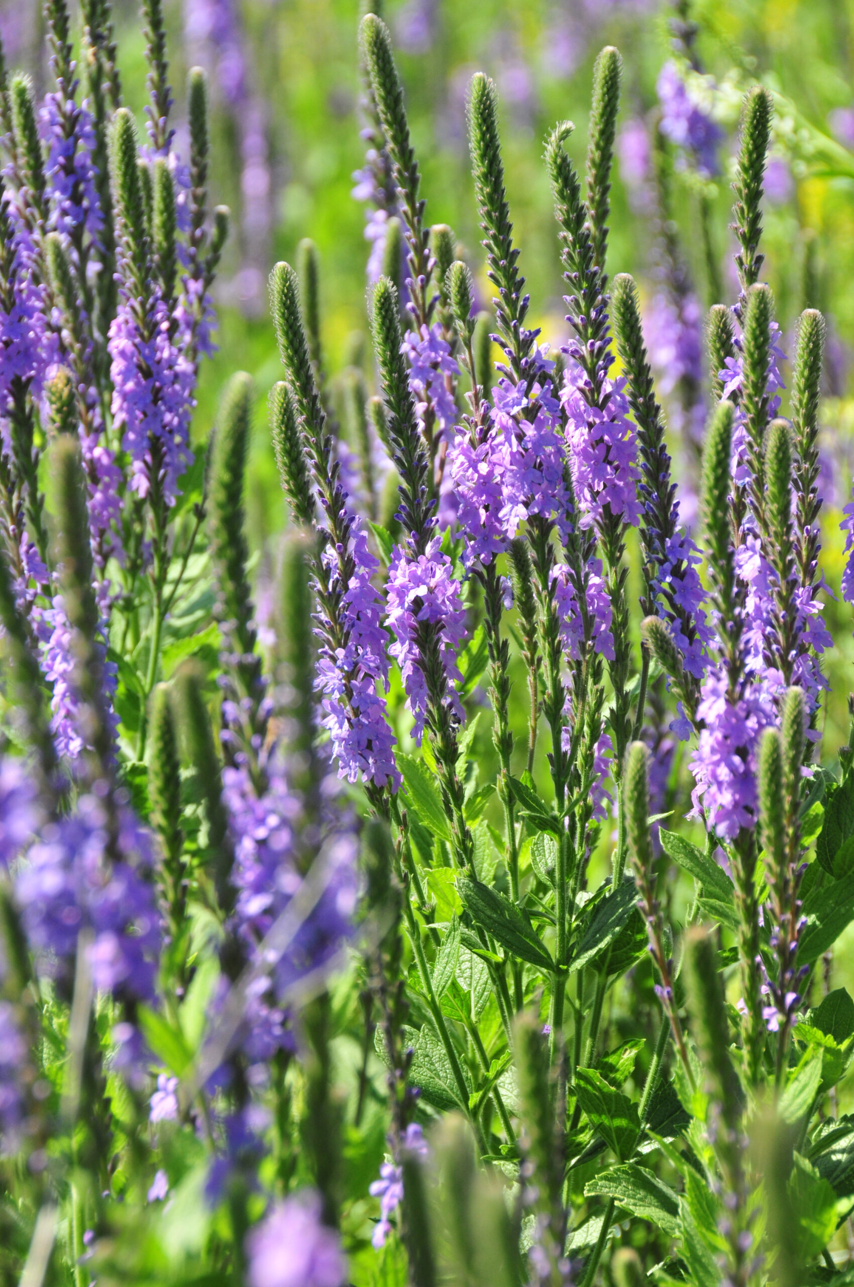 Hoary Vervain
