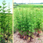 Late Figwort