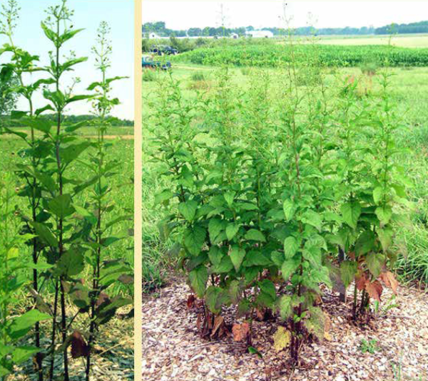 Late Figwort