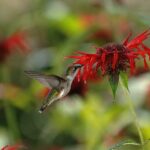 Scarlet Bee Balm