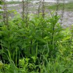 Early Figwort