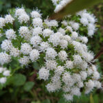 White Snakeroot
